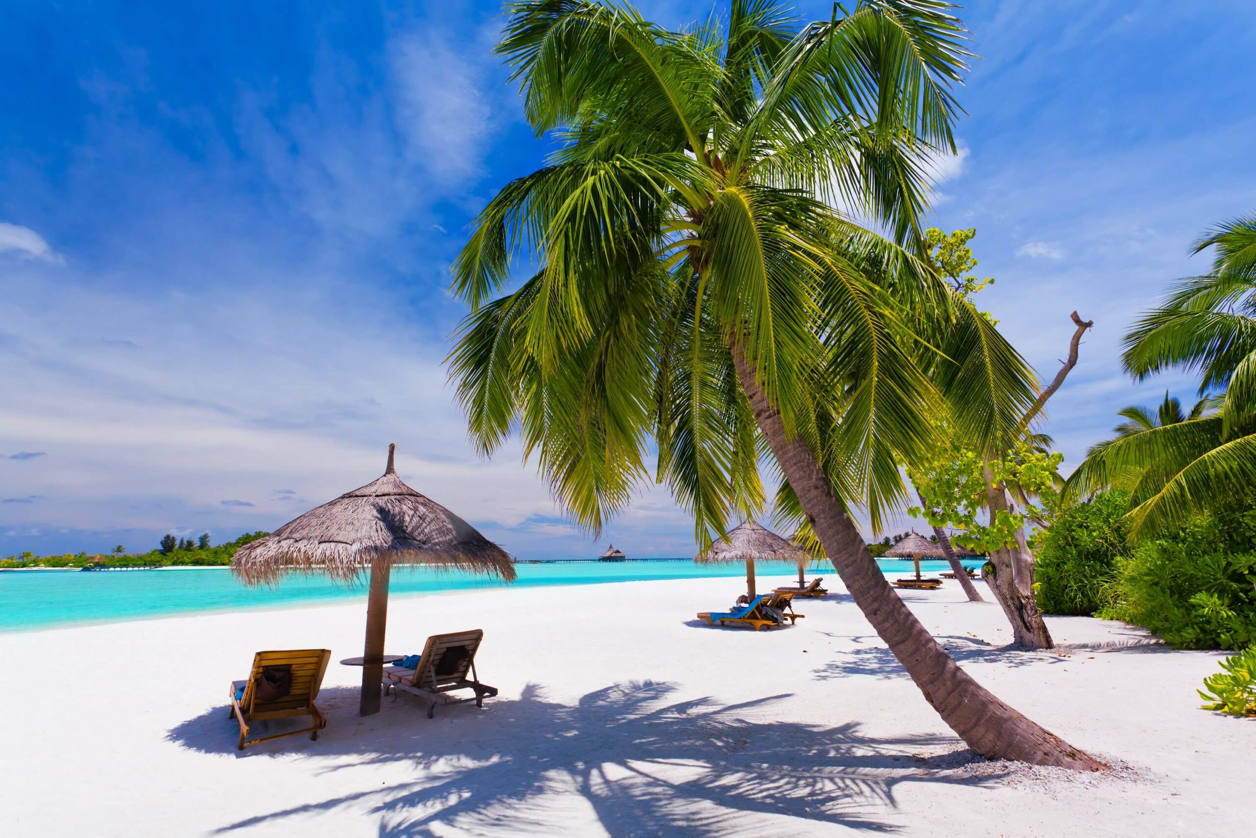 A white sandy beach with palm trees is the perfect setting for beach holidays.
