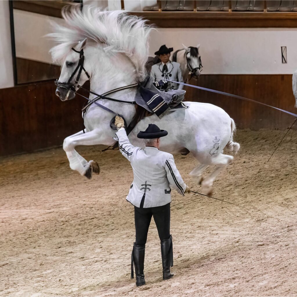 An experienced horse trainer showing off his white horse during an Andalusian horse dance show in a Spanish indoor arena.