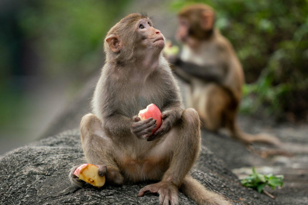 Picture of a monkey eating an apple during a tour in the monkey forest in Bali.