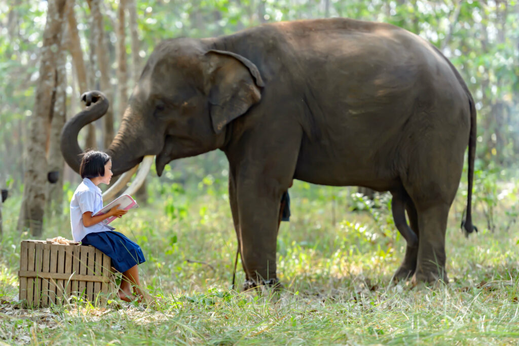 A young girl reading a guide about the feeding of elephants at the Elephant Sanctuary in Phuket, Thailand. She a bunch of bananas next to her.