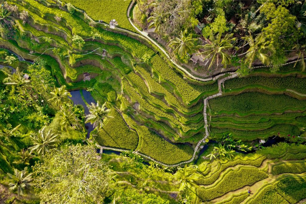 An aerial photo taken with a drone showing the lush green rice terraces in Ubud, Bali.