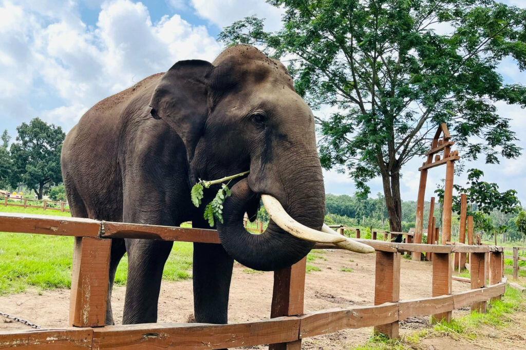 Picture of an elephant at the Elephant Sanctuary in Phuket, Thailand.