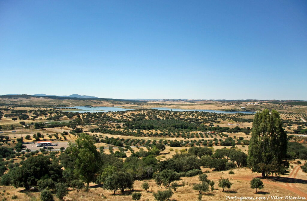 plain field of olive trees