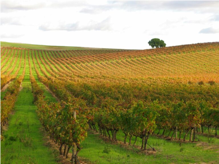 Top 10 Best Vineyards To Visit In Portugal In 2024