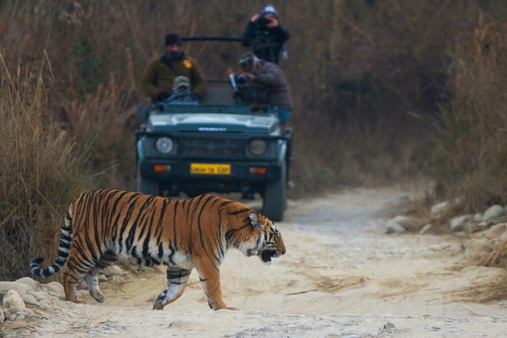 jeep stopped at a road filming a Bengali tiger