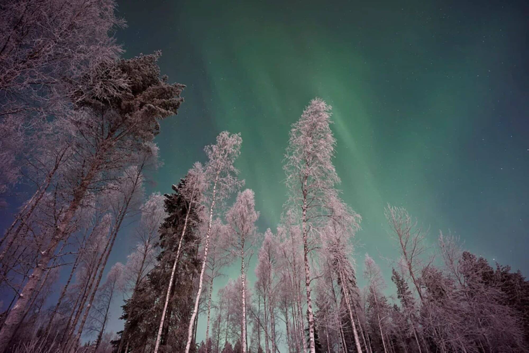 trees covered with snow, standing tall in a forest with the night skies blazing with the northern lights