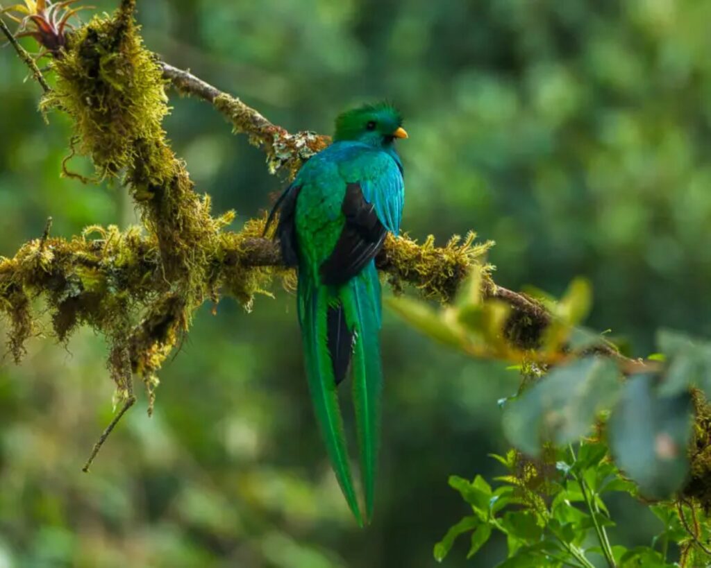 colourful bird sitting on a tree branch in a lush forest