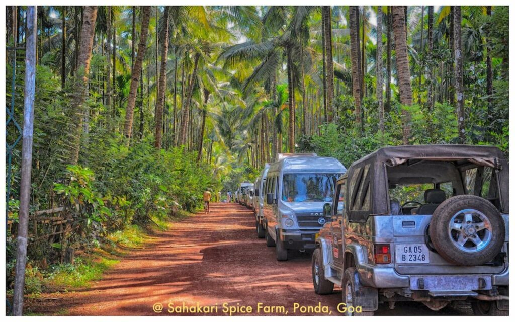 jeep safari on an exotic trail in India with tall palm trees 