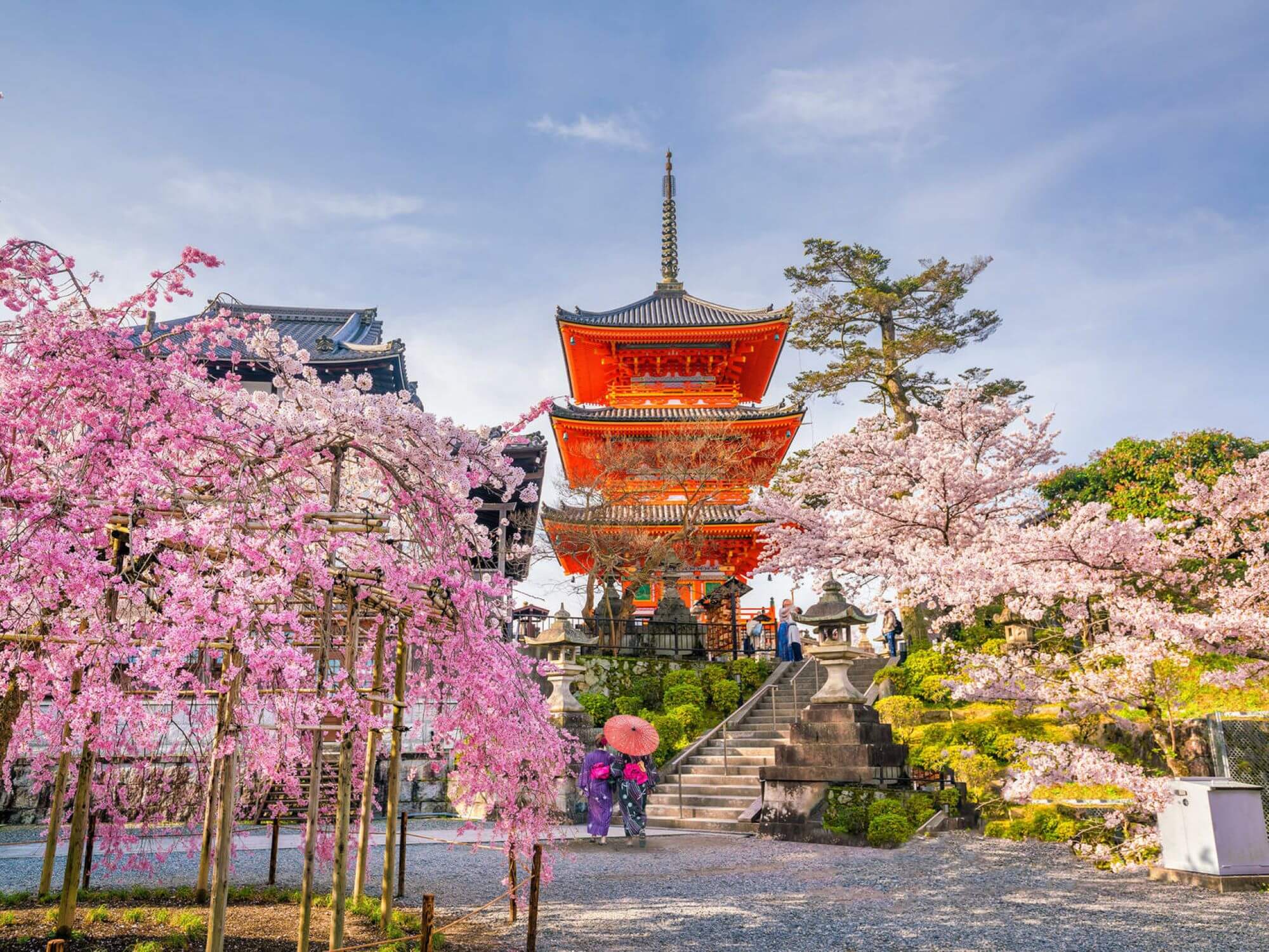 pointy Japanese red tower surrounded by cherry blossom trees in full bloom